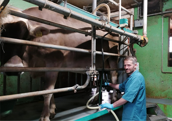 Werner beim Melken